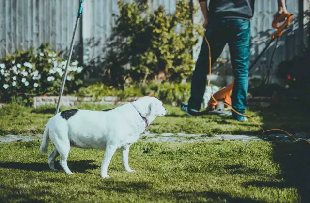 Best Pet Friendly Weed Killer