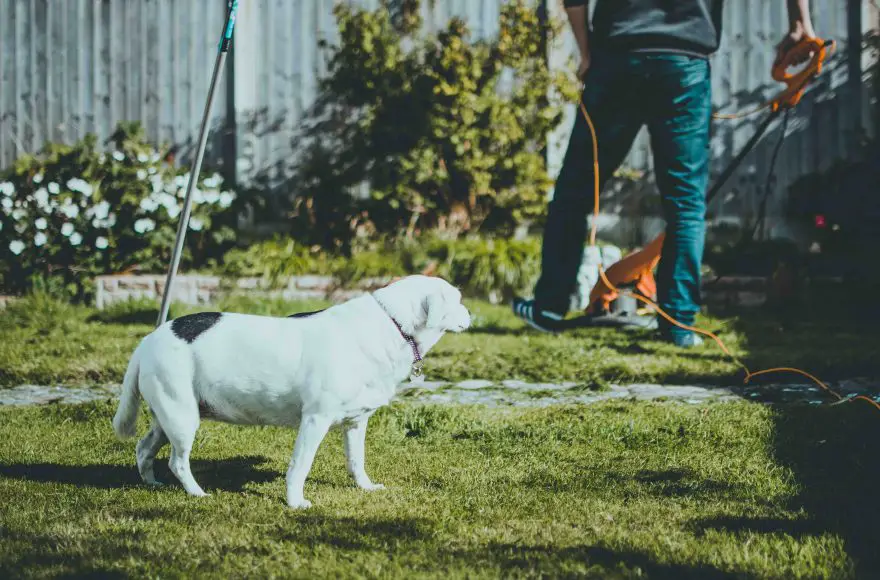 Best Pet Friendly Weed Killer