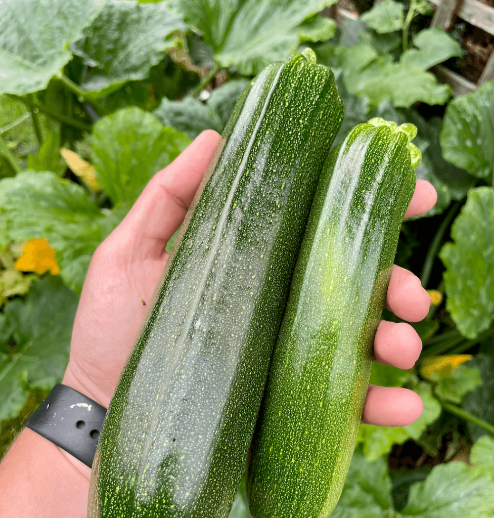 Courgettes: how to grow, care for and harvest