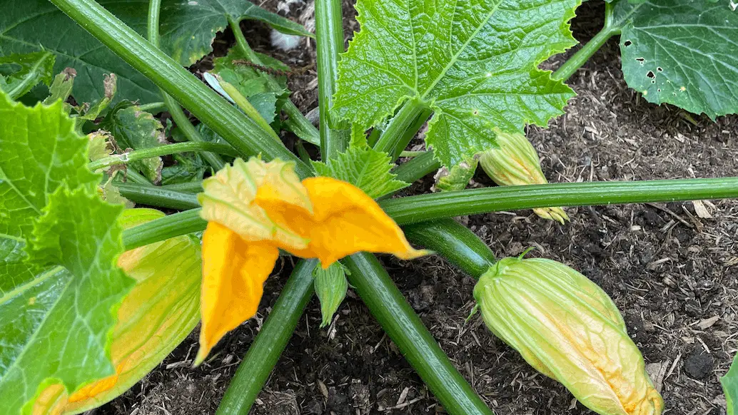 How to grow Courgettes