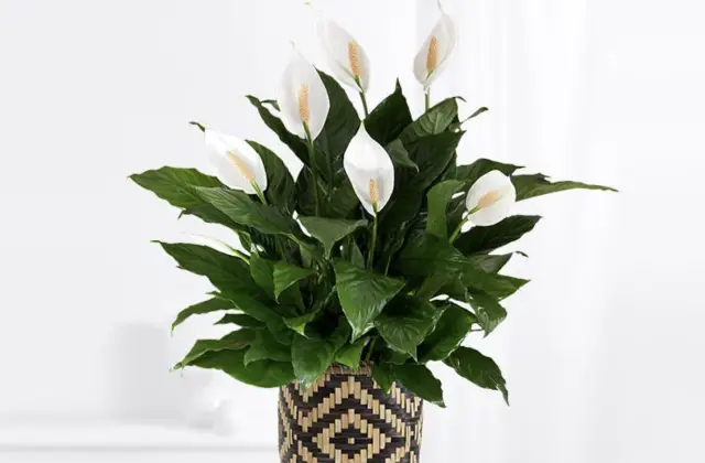 A peace lily that may need repotting