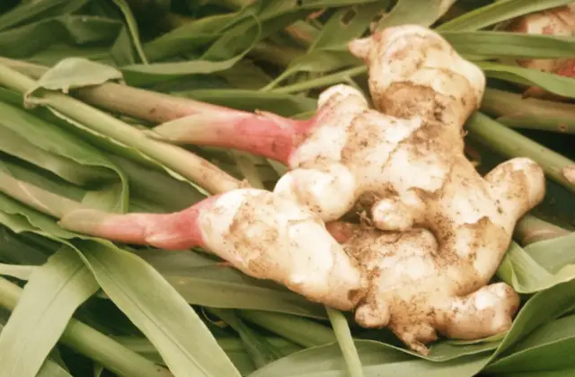 Ginger growing