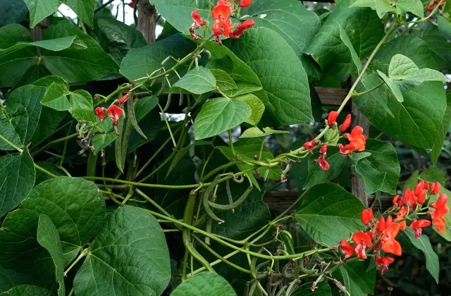 Growing Runner Beans