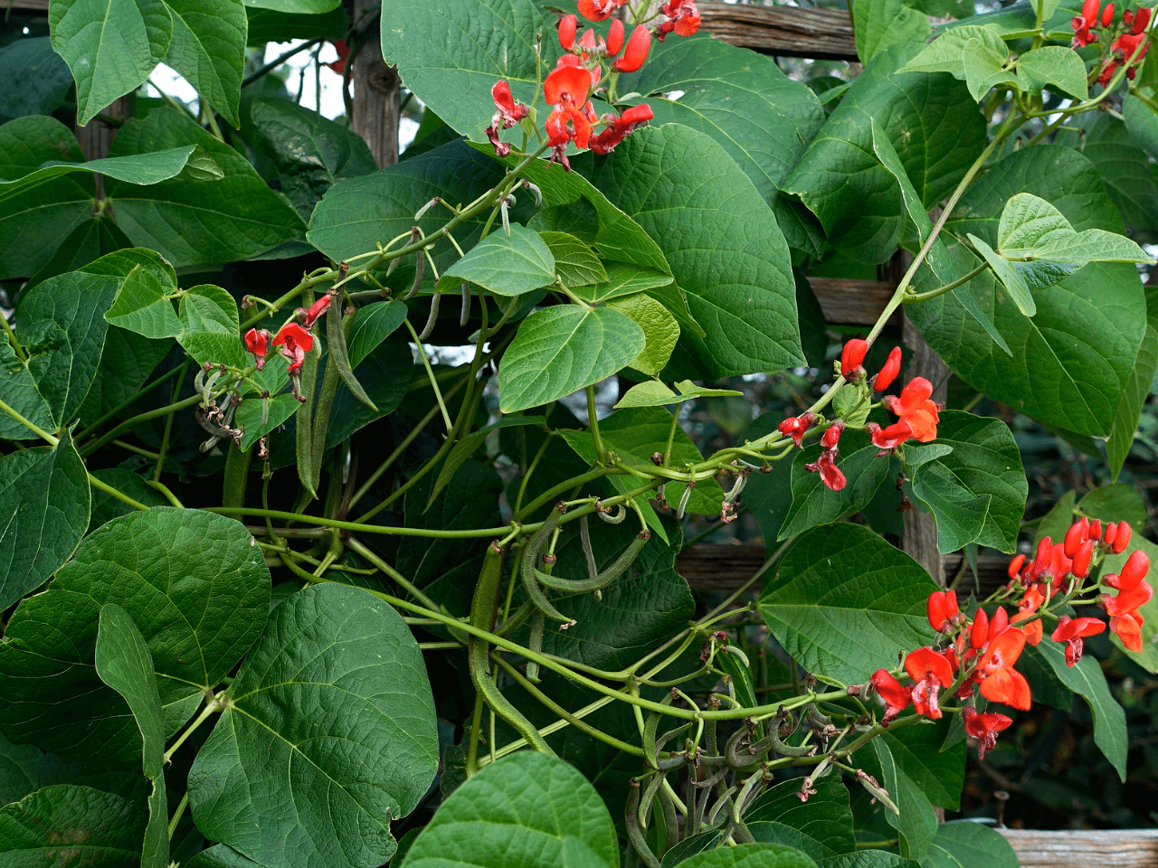 how-to-grow-runner-beans-wonky-shed