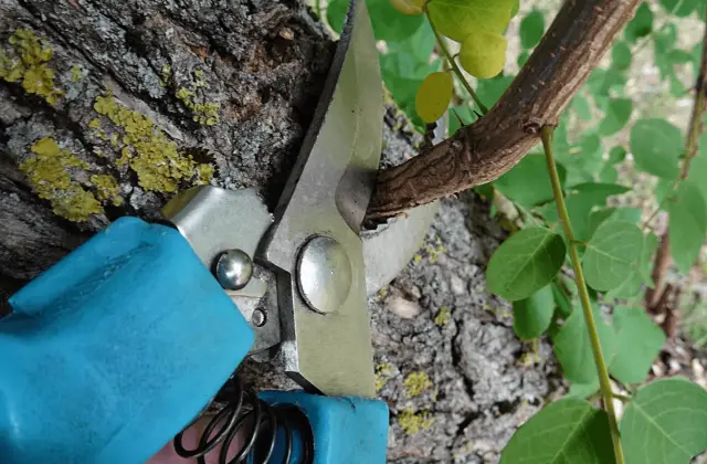 A set of sharp secateurs cutting a branch