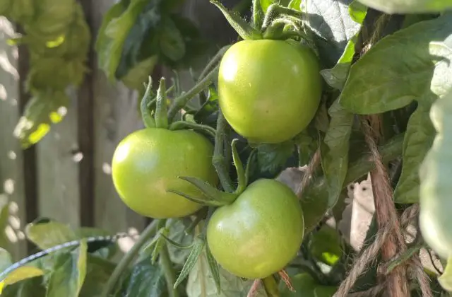 moneymaker tomato