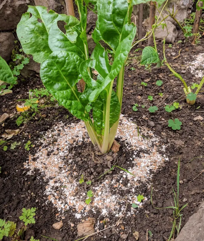 Top 5 Natural Slug Repellents Wonky Shed