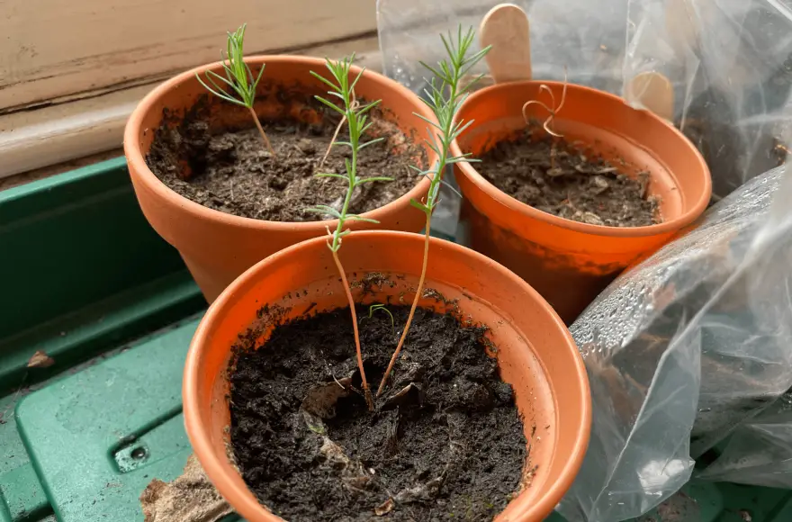 Growing a pine from seed