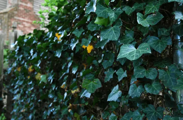 Ivy on a fence