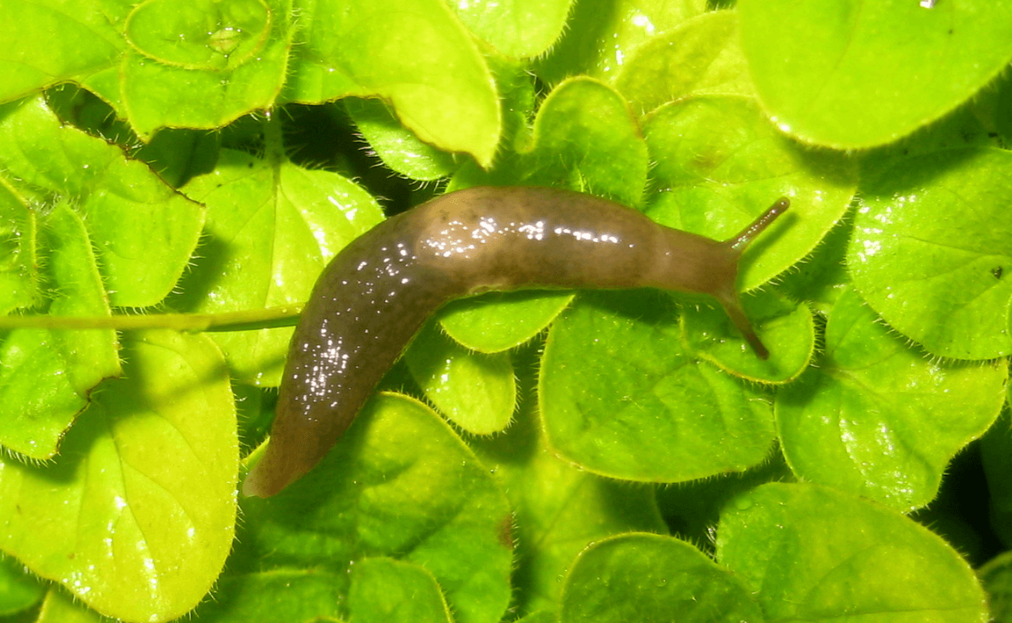 Top 5 Natural Slug Repellents - Wonky Shed