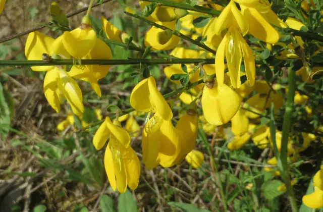 Cytisus Scoparius