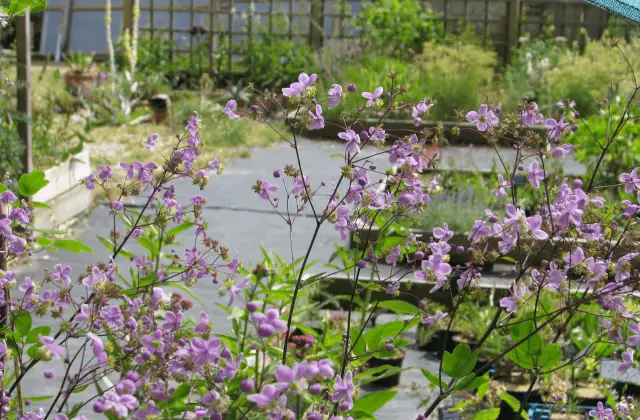 Thalictrum delavayi