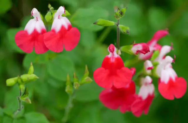 salvia hot lips