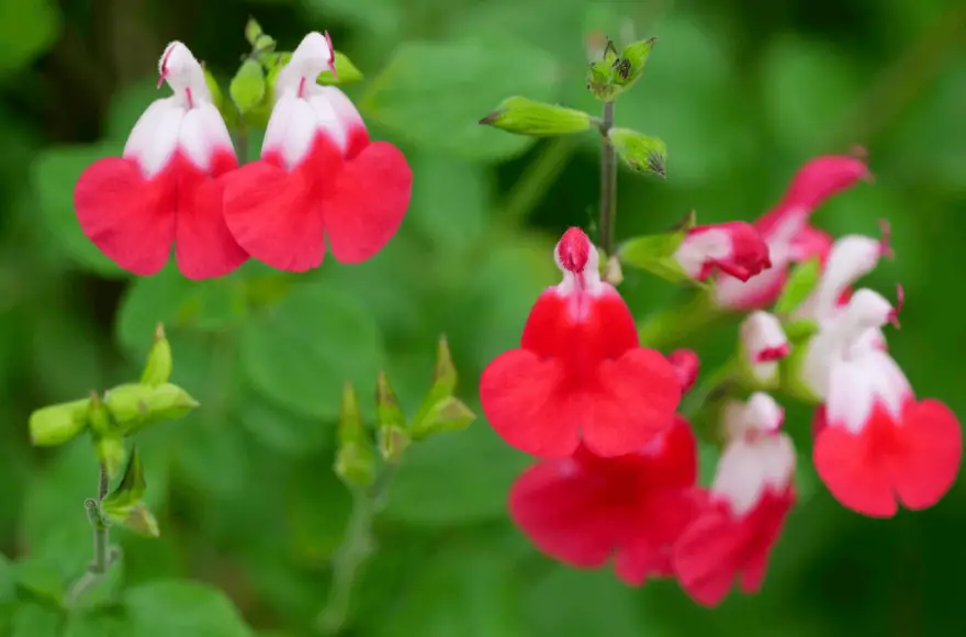 salvia hot lips