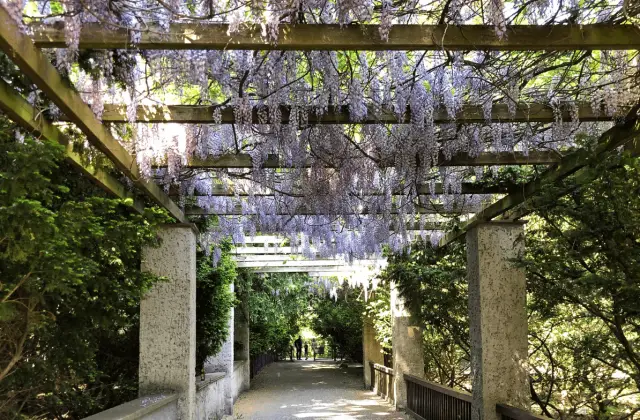 wisteria on a pergola