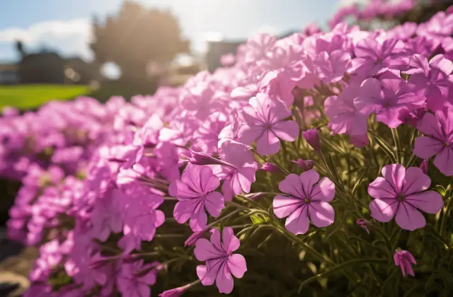 how to grow creeping phlox