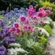 Astrantia in a border with Anchusa and Acquilgia vulgaris